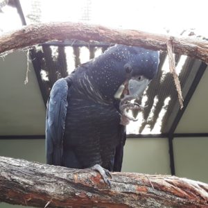 Reise Hunter Australien Lone Pine Vogel2