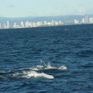 Reise Hunter Australien Surfers Paradise Wale3