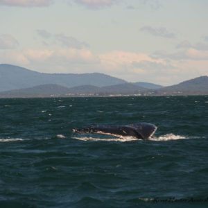 Reise Hunter Australien Port Macquarie Wale4