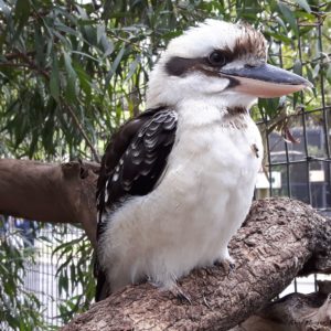 Reise Hunter Australien Lone Pine Vogel