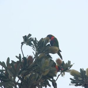 Reise Hunter Australien Byron Bay Papageien2