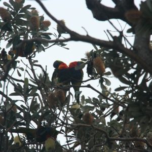 Reise Hunter Australien Byron Bay Papageien