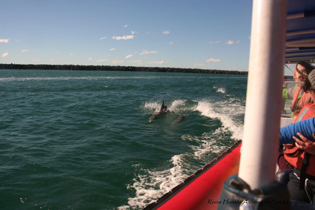 Reise Hunter Australien Port Macquarie Delfine