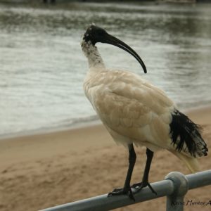 Reise Hunter Australien Bisbane Stadtvogel