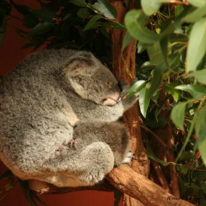 Reise Hunter Australien Bisbane Lone Pine Sanctuary Koala9