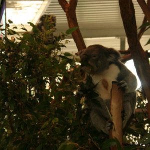 Reise Hunter Australien Bisbane Lone Pine Sanctuary Koala5