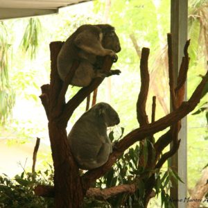 Reise Hunter Australien Bisbane Lone Pine Sanctuary Koala4