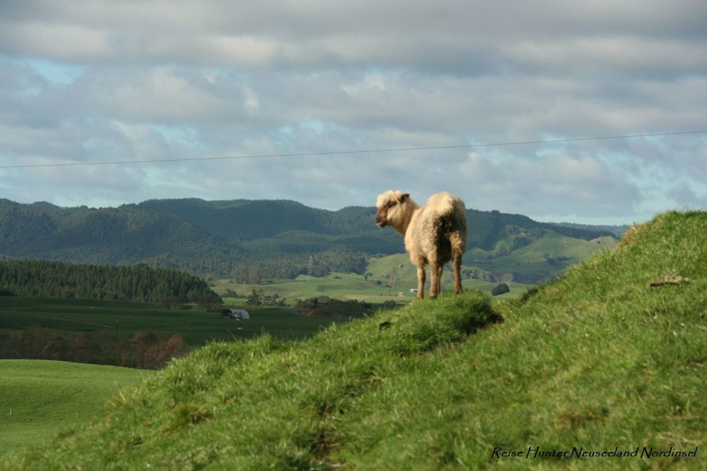 Reise Hunter Neuseeland Natur mit Schaf
