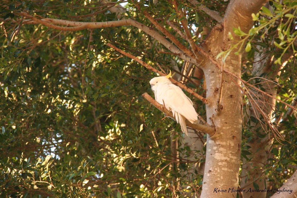 Reise Hunter Australien Sydney Kakadu