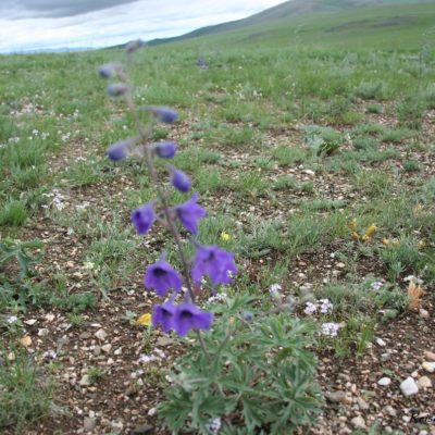 Reise Hunter Mongolei Blume