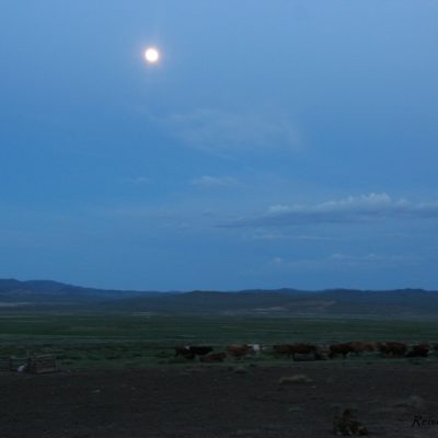 Reise Hunter Mongolei Kühe
