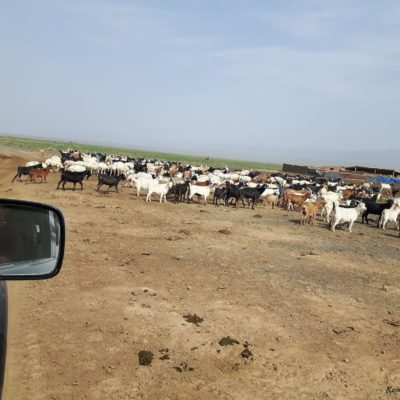 Reise Hunter Mongolei Achtung Ziegen