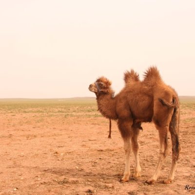 Reise Hunter Mongolei Kamel steht bereit