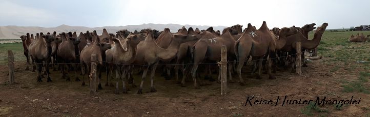 Reise Hunter Mongolei Kamele im Gatter