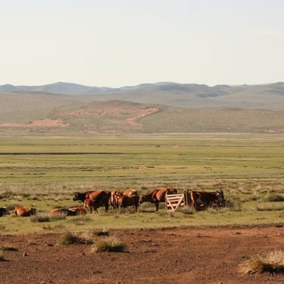 Reise Hunter Mongolei Kuhgarage
