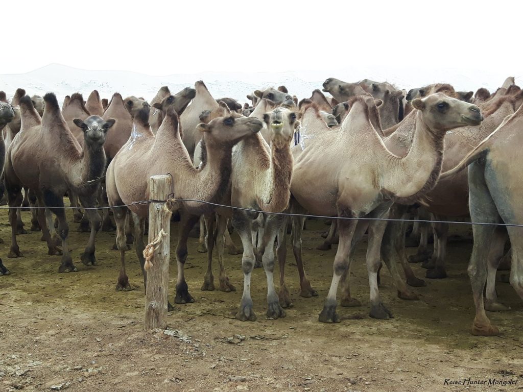 Reise Hunter Mongolei Markierte Kamele2