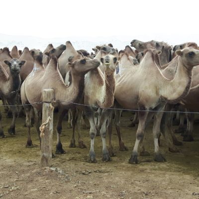 Reise Hunter Mongolei Markierte Kamele2