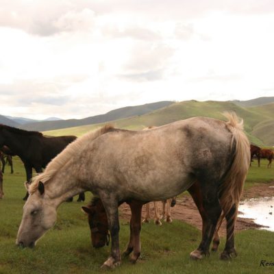 Reise Hunter Mongolei Pferdchen