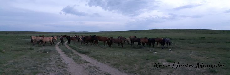 Reise Hunter Mongolei Pferde  blockieren Straße