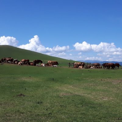 Reise Hunter Mongolei Pferde ruhen sich aus2