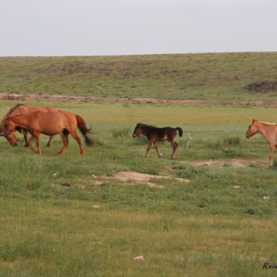Reise Hunter Mongolei Pferdehorde3