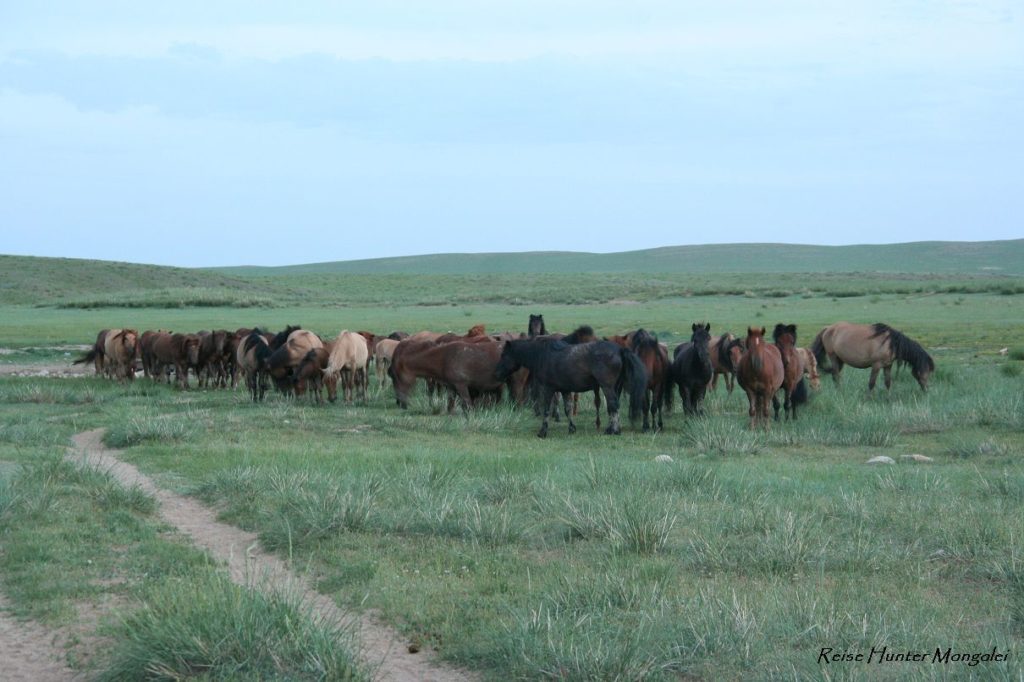 Reise Hunter Mongolei Pferdehorde5