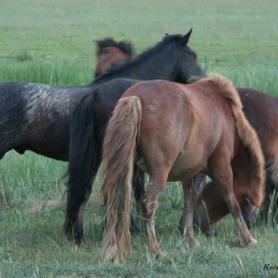Reise Hunter Mongolei Pferdehorde7