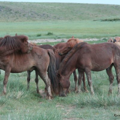 Reise Hunter Mongolei Pferdehorde8
