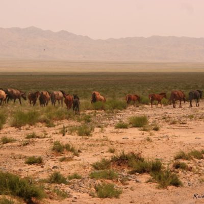 Reise Hunter Mongolei Pferderudel2
