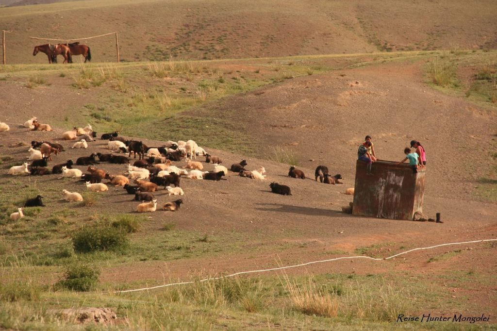 Reise Hunter Mongolei Schafe und Ziegen3