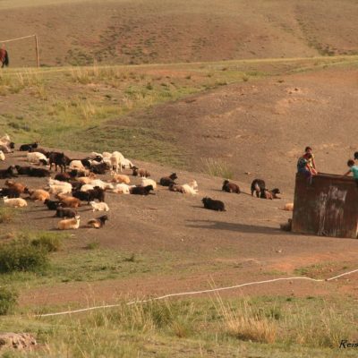 Reise Hunter Mongolei Schafe und Ziegen3