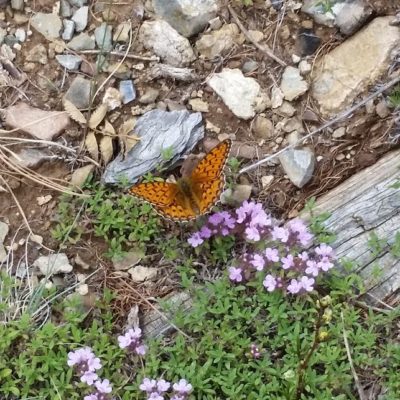 Reise Hunter Mongolei Schmetterling