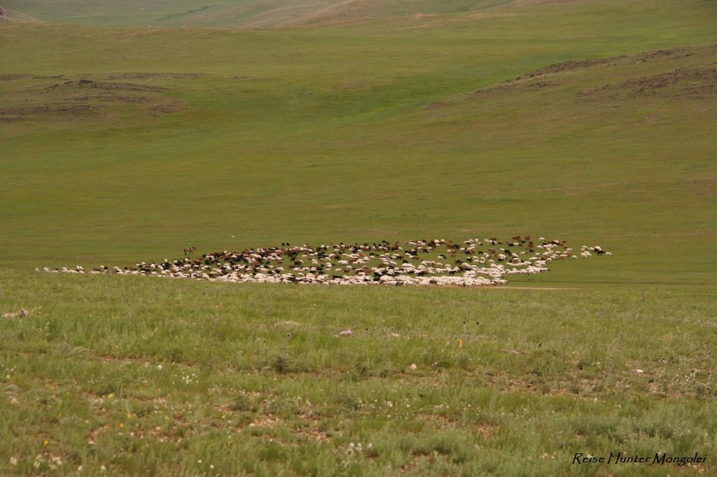 Reise Hunter Mongolei Ziegen und Schafe2