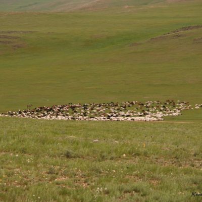 Reise Hunter Mongolei Ziegen und Schafe2