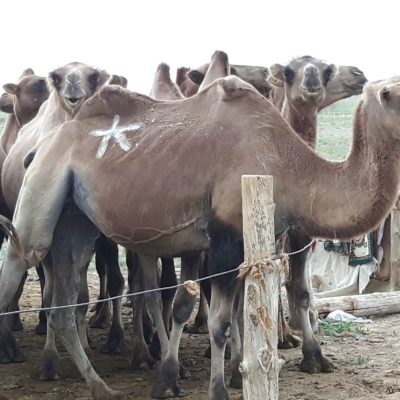 Reise Hunter Mongolei markierte Kamele