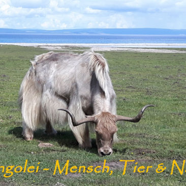 Mongolei – Big 5 und unendliche Weiten