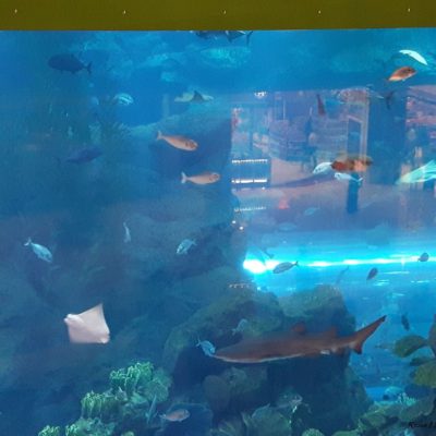 Reise Hunter Dubai Mall Aquarium2
